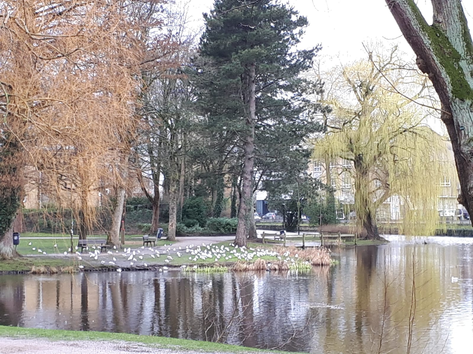 SPD vor Ort Ornithologischer Rundgang am Teich › SPD Neumünster